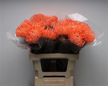 <h4>Leuco Waxed Apricot</h4>