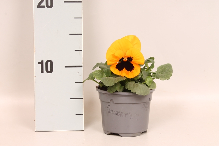 <h4>Viola wittrockiana F1 Orange Blotch</h4>