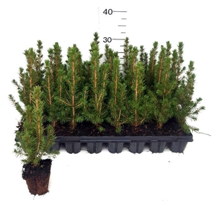 PICEA GL CONICA