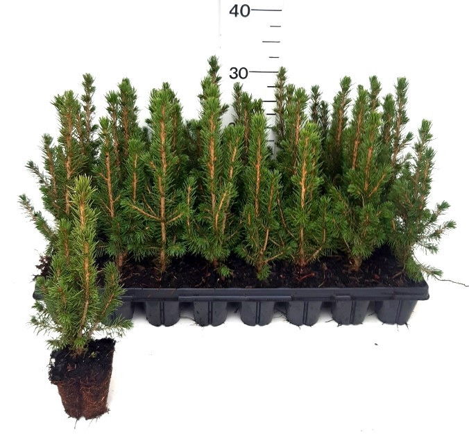 <h4>PICEA GL CONICA</h4>