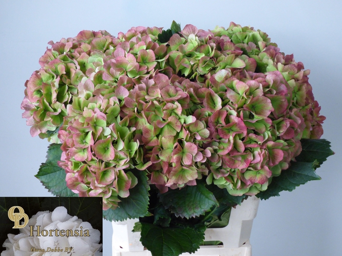 <h4>HYDR M CH VERENA CL</h4>