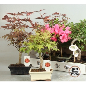 BONSAI GEM