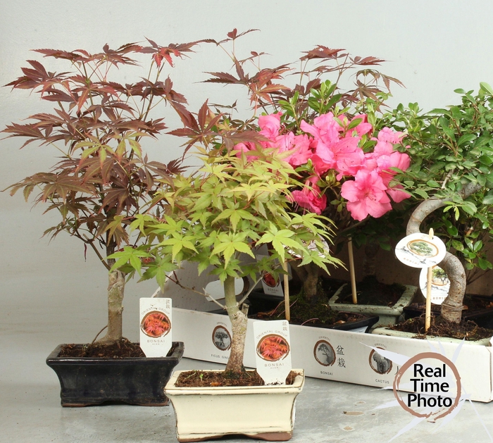 <h4>BONSAI GEM</h4>