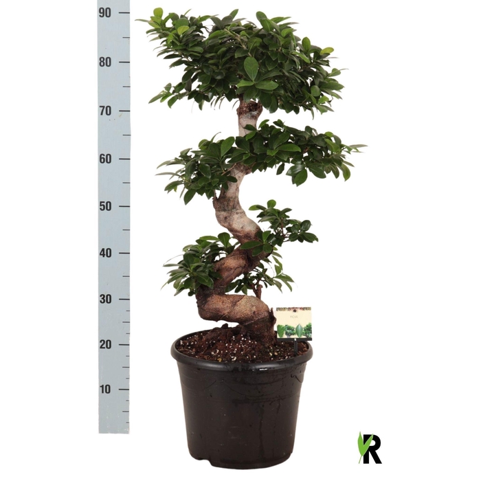 <h4>FIC MI GINSENG</h4>