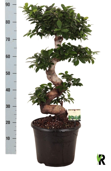 <h4>FIC MI GINSENG</h4>