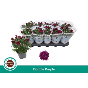 Chrysant Double Purple