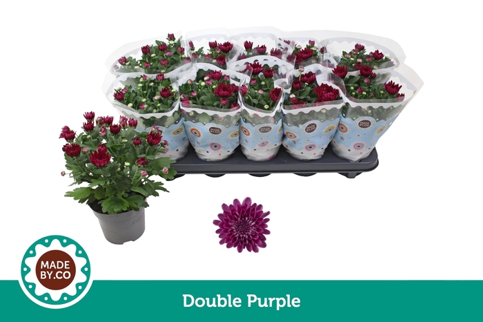 <h4>Chrysant Double Purple</h4>