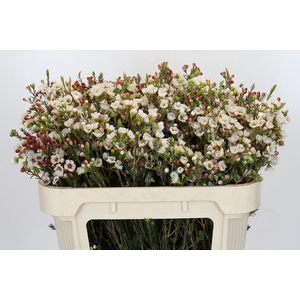 Chamelaucium Moonlight Delight