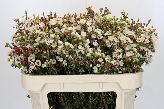 <h4>Chamelaucium Moonlight Delight</h4>