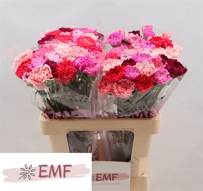 <h4>Di St Gem In Bos (sweetpink)</h4>