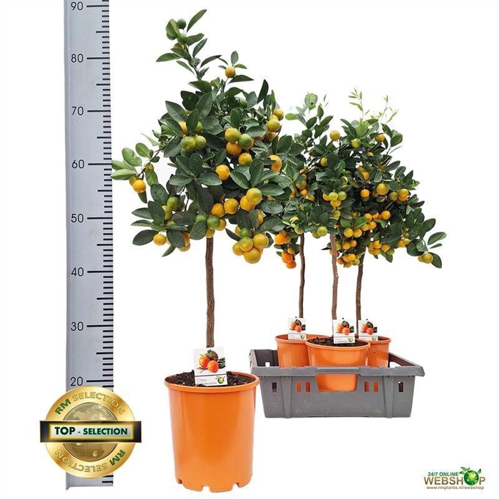 <h4>CITR MICROCARPA</h4>