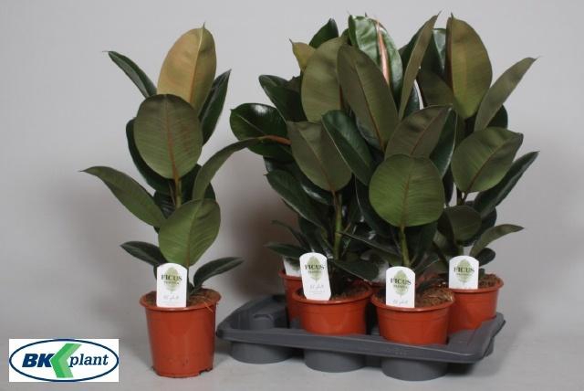 <h4>FIC EL ROBUSTA</h4>