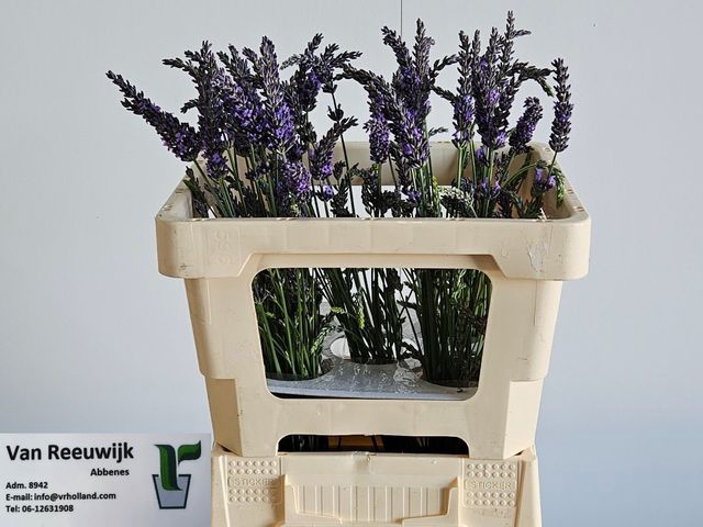 LAVANDULA OV