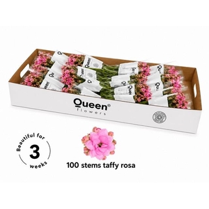 Kalanchoe taffy pink meadow