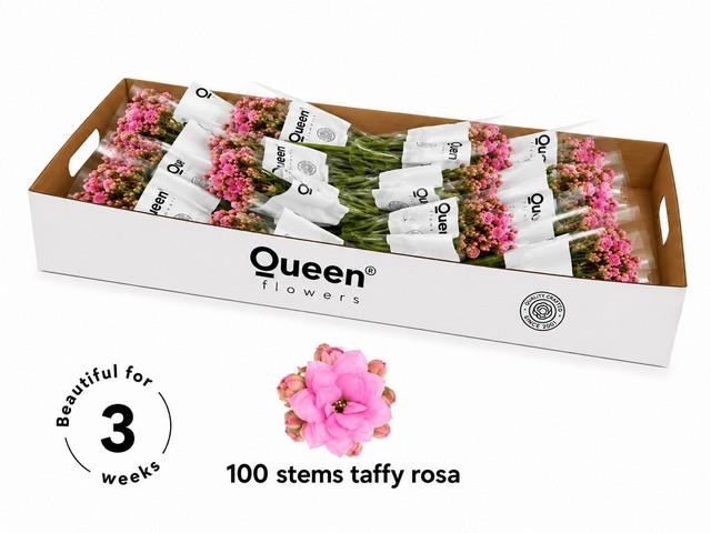 <h4>Kalanchoe taffy pink meadow</h4>