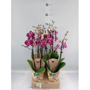 Phalaenopsis  'Eduction'
