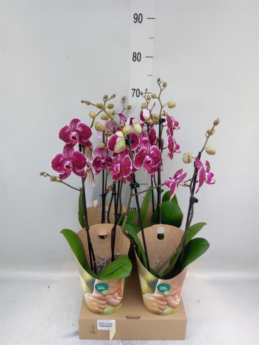 <h4>Phalaenopsis  'Eduction'</h4>
