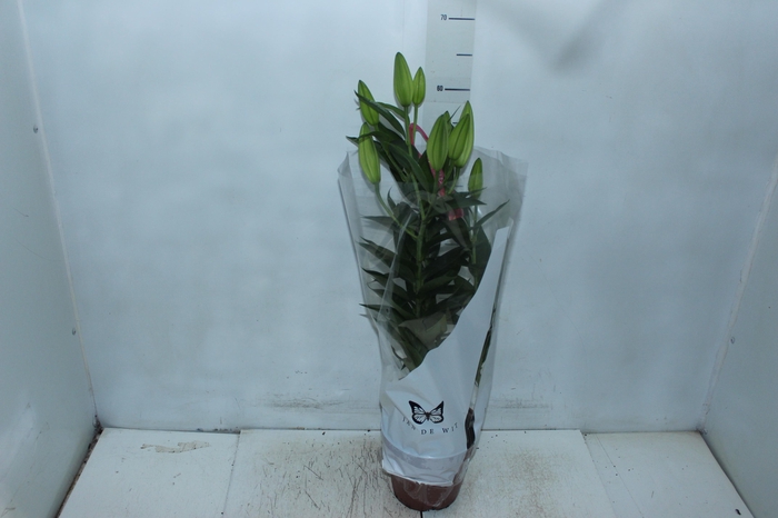 <h4>LIRIO P16 ROSA</h4>