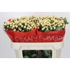 Hypericum Cool Romance