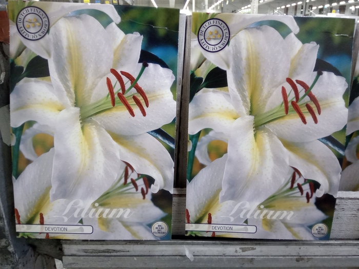 <h4>Lilium   ...flowerbulbs</h4>