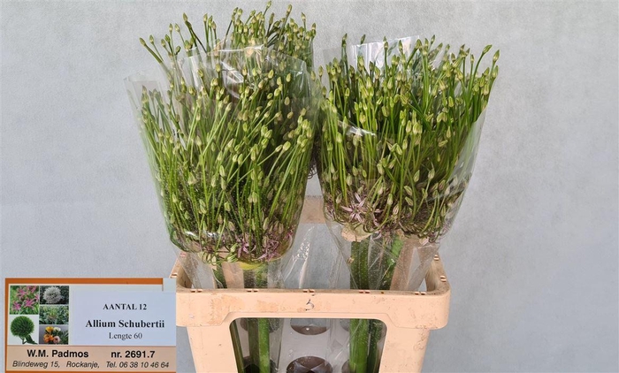 <h4>Allium Schubertii</h4>