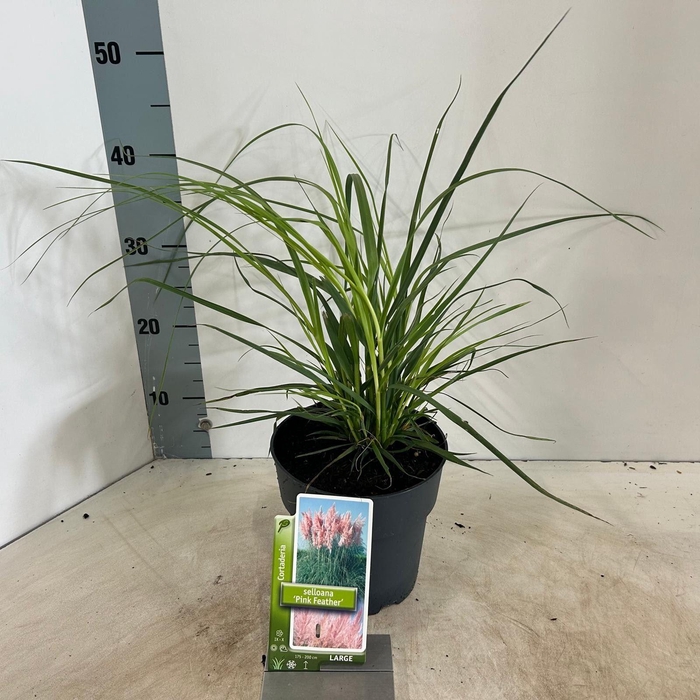 <h4>Cortaderia selloana</h4>