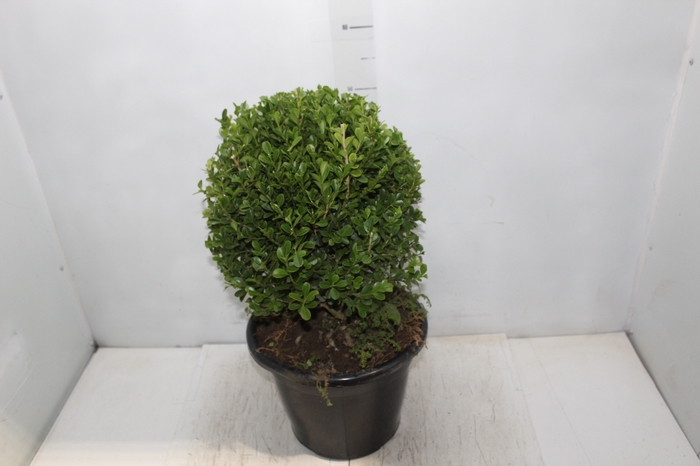 <h4>BUXINHO P27</h4>