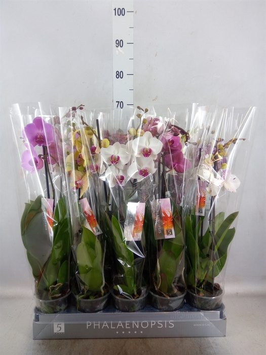 <h4>Phalaenopsis   ...mix  6</h4>