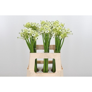 Ornithogalum Saundersiae