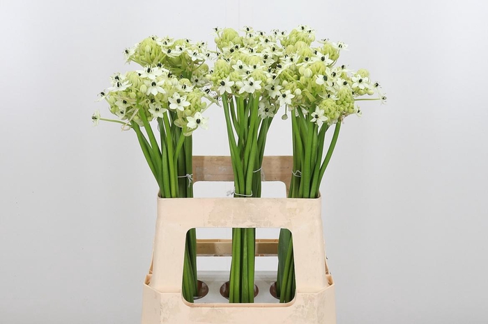 <h4>Ornithogalum Saundersiae</h4>