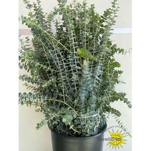 Baby Blue Long 250 Gram