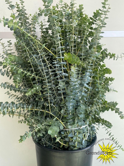 <h4>Baby Blue Long 250 Gram</h4>