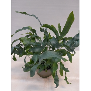 PHLEBODIUM AUREUM P14 BLUE STAR