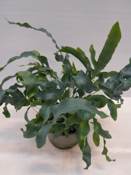 <h4>PHLEBODIUM AUREUM P14 BLUE STAR</h4>