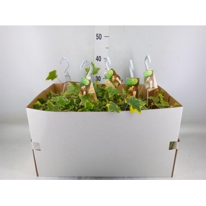 Hedera helix 'Goldchild'