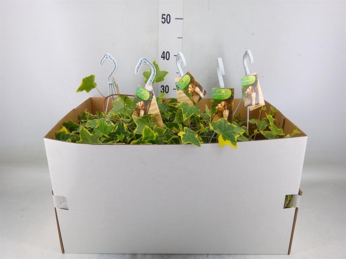 <h4>Hedera helix 'Goldchild'</h4>