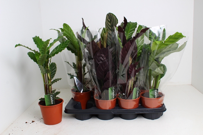 <h4>CALAT GEM 4 SRT</h4>