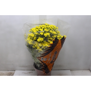 CRISANTEMO BOLA BELGA JASODA P20 AMARELO
