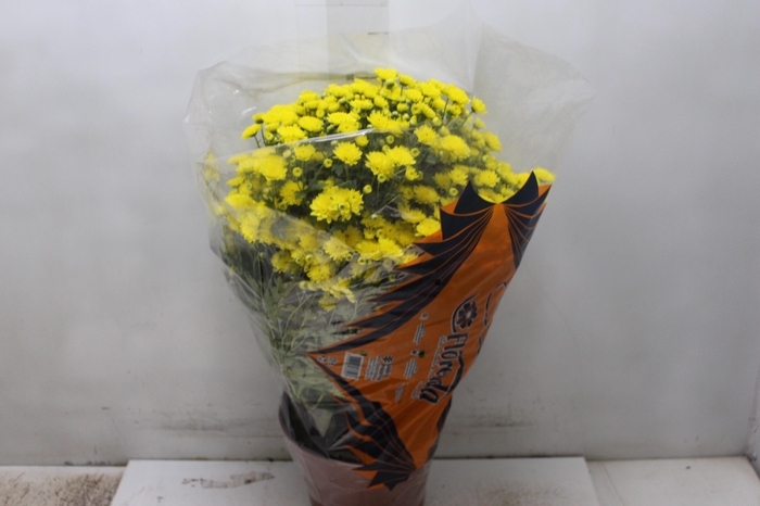 <h4>CRISANTEMO BOLA BELGA JASODA P20 AMARELO</h4>