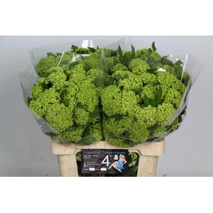 VIBURNUM ROSEUM ST