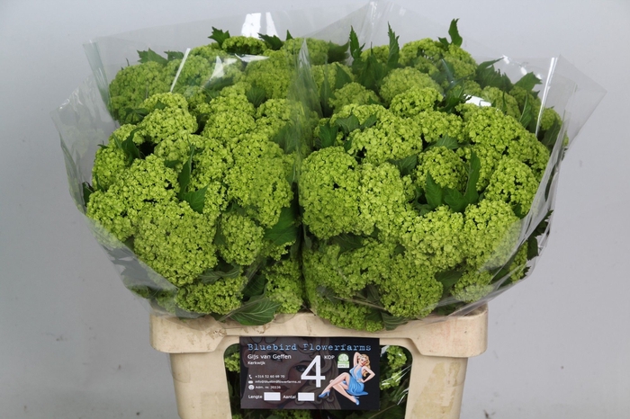 <h4>VIBURNUM ROSEUM ST</h4>