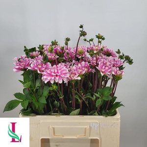 Dahl Pink Perception