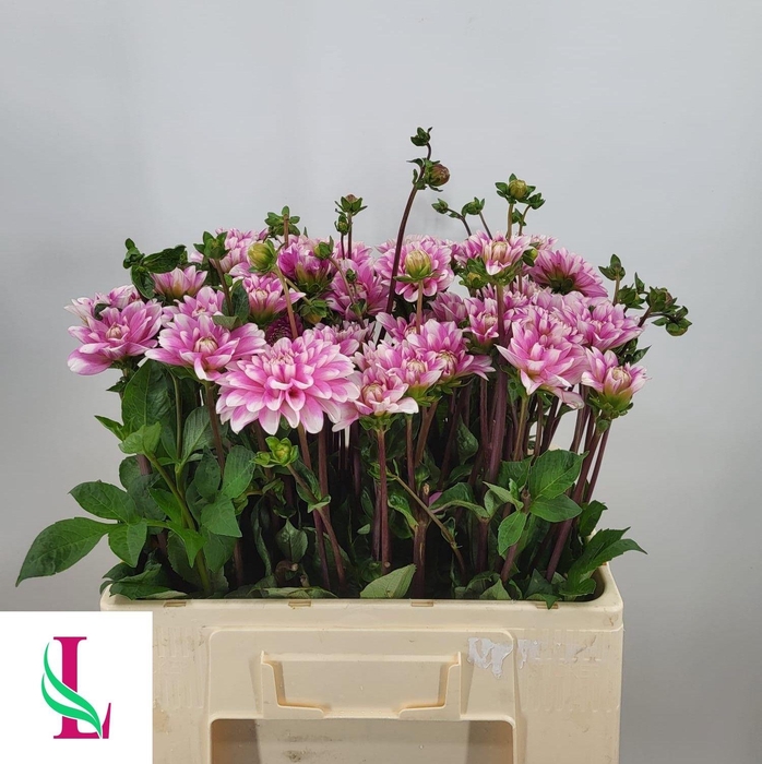 <h4>Dahl Pink Perception</h4>