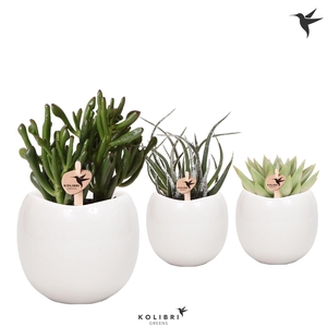 Kolibri Greens Succulenten mix in Bowl pot white