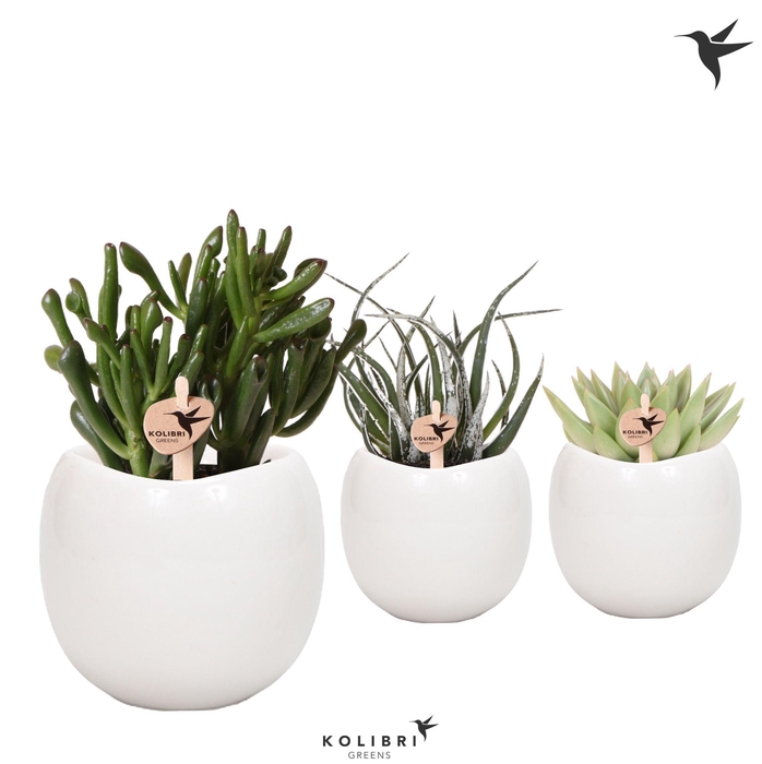 <h4>Kolibri Greens Succulenten mix in Bowl pot white</h4>