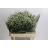 Limonium sinensis Clear Diamond