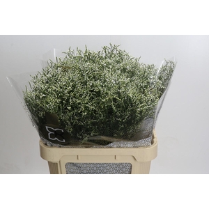 Limonium sinensis Clear Diamond