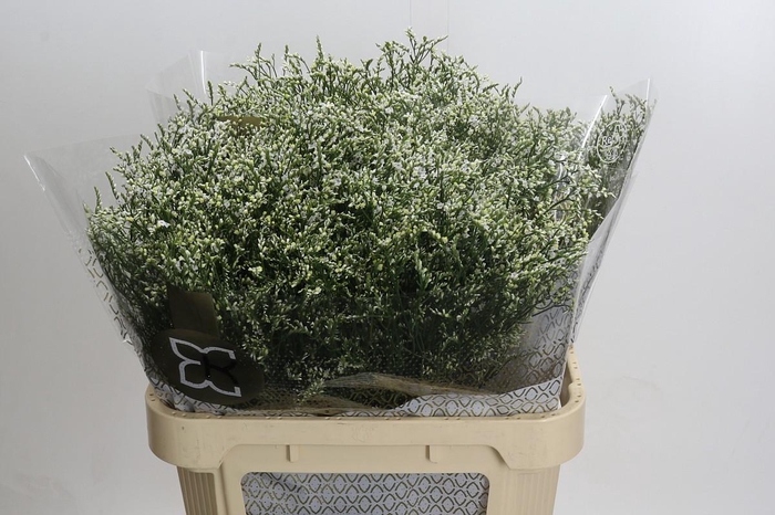 <h4>Limonium sinensis Clear Diamond</h4>