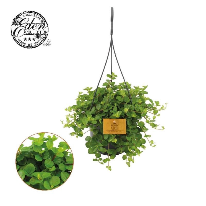 Peperomia Rotundifolia hangpot