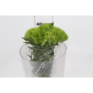 FOLHAGEM ASPARGO PLUMOSO